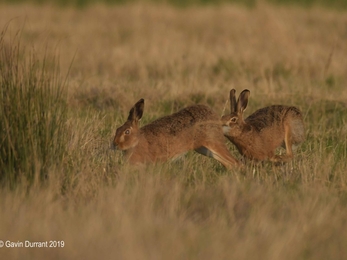 Two hares chasing each other over grazing marshes