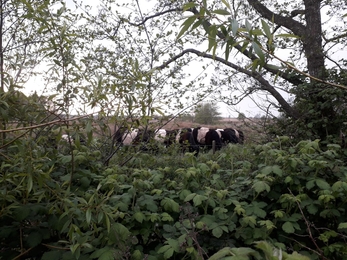 Belted Galloways at Oulton Marshes