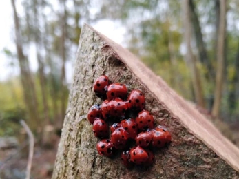 Ladybirds at Groton Wood - Steve Hook