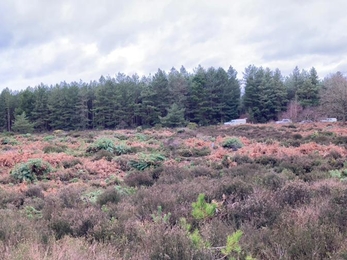 Rendlesham Forest after pine tree removal – Ben Calvesbert