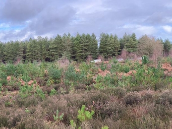 Rendlesham Forest before pine tree removal – Ben Calvesbert