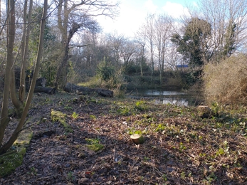Pond at Gunton Meadow after tree clearance – Ellen Shailes