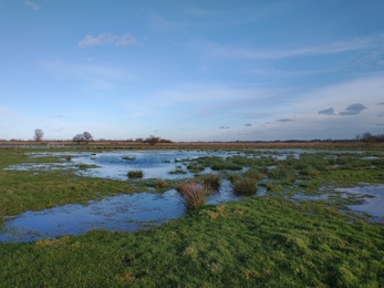 Castle Marshes