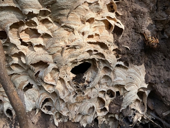 Hornets nest – Ben Calvesbert