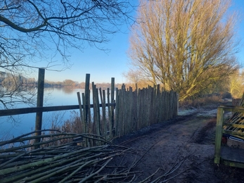 Willow fence construction at Lackford Lakes, Joe Bell-Tye