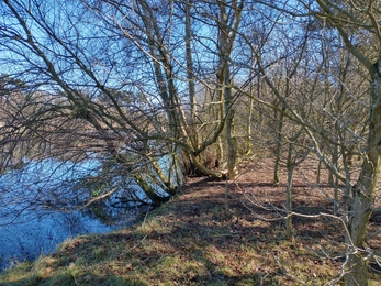 Area for new viewpoint at Lound Lakes -  Andrew Hickinbotham  