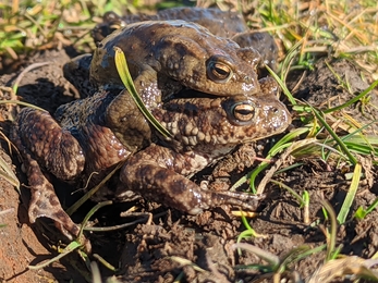 Mating toads - Jamie Smith
