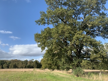 Oak tree on the field boundary - acorns should naturally spread to produce new trees