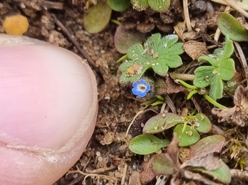 Tiny flower of early forget-me-not (NB the photo includes basal leaves of other species)   – Joe Bell-Tye  
