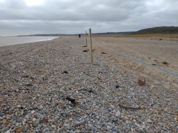 Ringed plover fencing on the coast at Dingle Marshes - Jamie Smith