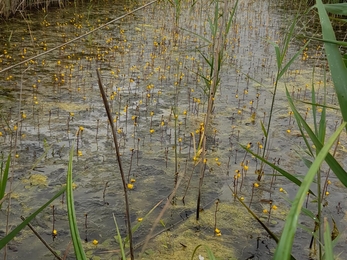 A dyke full of bladderwort on Peto’s Marsh – Gavin Durrant 