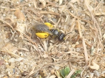 Large shaggy bee at Lackford Lakes - Hawk Honey