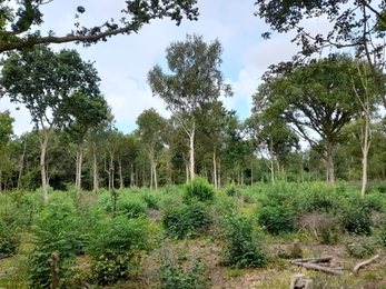 Bradfield Woods coppice coupe in August 2022 – Alex Lack 