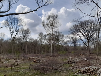 Bradfield Woods coppice coupe in January 2022 – Alex Lack 