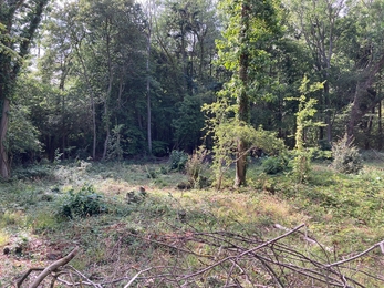 Coppicing results at Reydon Wood – Frances Lear 