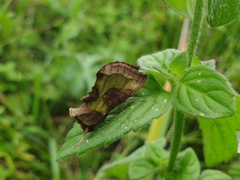 Burnished brass moth at Snape Marshes – Rachel Norman 