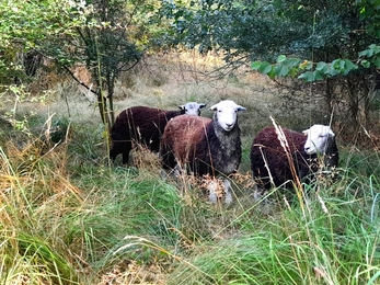 Hewwit’s meadow at Bradfield Woods is being grazed by Herdwick lambs this year - Alex Lack 