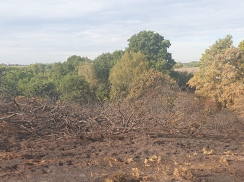 Aftermath of the fire on Blackheath – Dan Doughty
