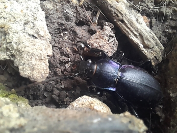 Violet ground beetle – Joe Underwood