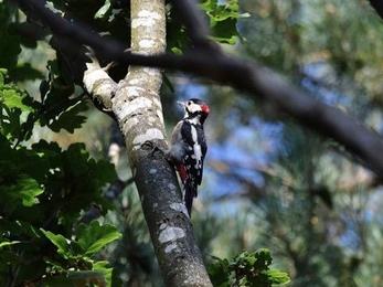 Great spotted woodpecker at Lound Lakes - Rob Quadling 