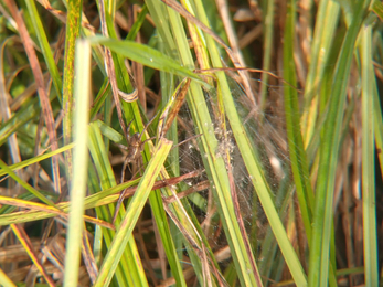 Fen raft spider nursery web – Lewis Yates 