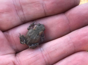 Toadlet at Lound Lakes – Andy Hickinbotham 