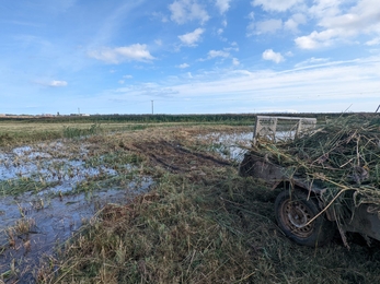 Island cutting and clearance at Hen Reedbeds aimed at creating ideal roosting and future breeding habitat for wading birds and ducks – Jamie Smith 
