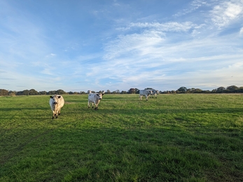 British white cattle move to Church Farm - Jamie Smith 