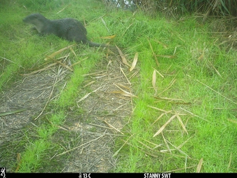 Otter at Stanny Marshes 