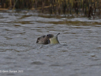 Otter with tench – Gavin Durrant 
