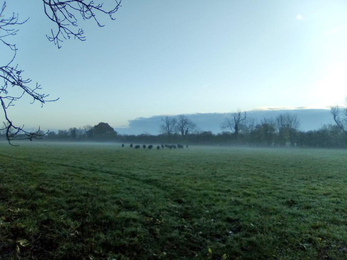 Sheep in the mist at Martins’ Meadows - Susan Stone 