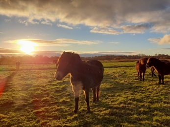 Ponies at Carlton Marshes – Lewis Yates 