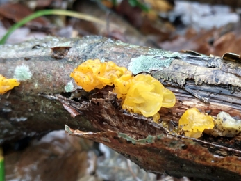 Witches’ butter – Dan Doughty 