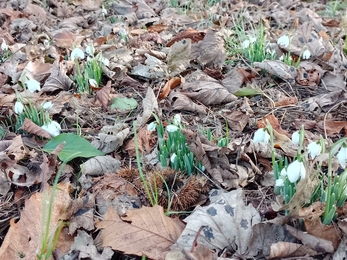 Snowdrops at Martlesham Wilds, Andrew Excell