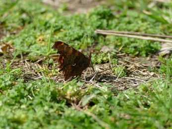Comma butterfly with wings closed - Michael Andrews 