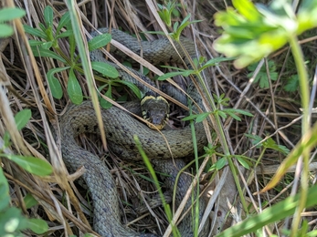 Grass snake at Snape Marshes - Rachel Norman 