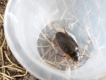 Great diving beetle found in the moth trap, they are moving around a lot this time of year – Sam Norris 
