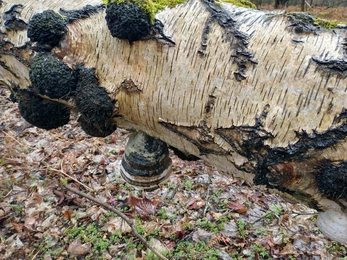 Hoof fungus, also known as tinder fungus as it has been used to fuel fires – Sam Norris 