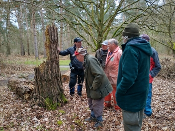 Inspecting great spotted woodpecker feeding holes – Sam Norris 
