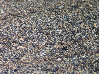 Sitting ringed plovers on Dunwich beach – Jamie Smith 