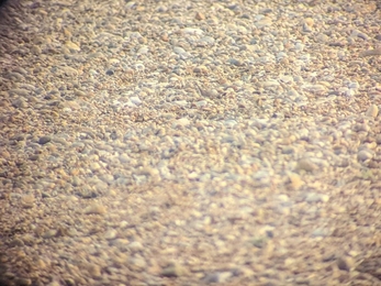 Spot the ringed plover on Dunwich beach – Jamie Smith 