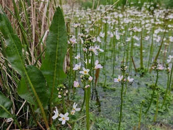Some lovely water violet at Redgrave and Lopham Fen – Anneke Emery