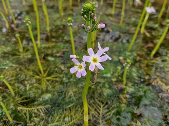 Some lovely water violet at Redgrave and Lopham Fen – Anneke Emery