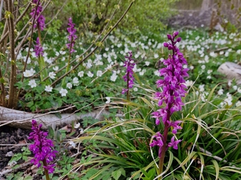 Early purple orchids – Anneke Emery 
