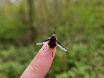 Another bee-fly at Bradfield today – Anneke Emery 