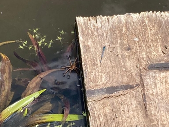 Fen raft spider at Castle Marshes – Frances Lear 