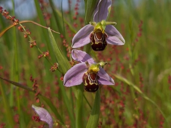 Beautiful bee orchid at Carlton Marshes – Gavin Durrant 