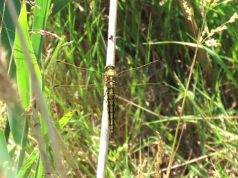 Black-tailed skimmer at Trimley Marshes - Phil Whittaker 