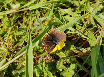 Female common blue butterfly, at Knettishall Heath – David Stansfeld 