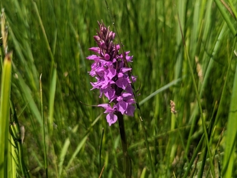 Soutern marsh orchid at Hen Reedbeds – Jamie Smith 